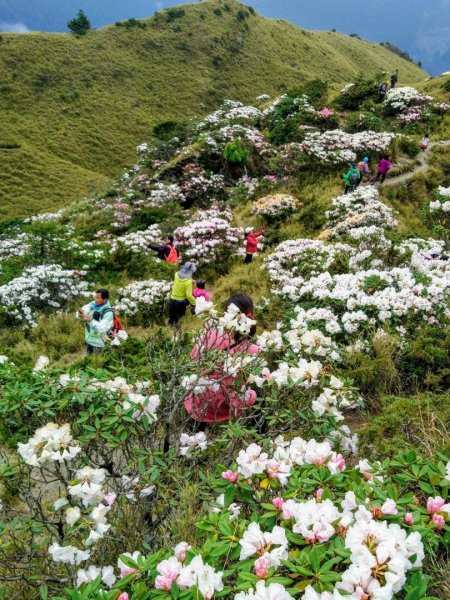 賞心悅目～賞高山玉山杜鵑1374455