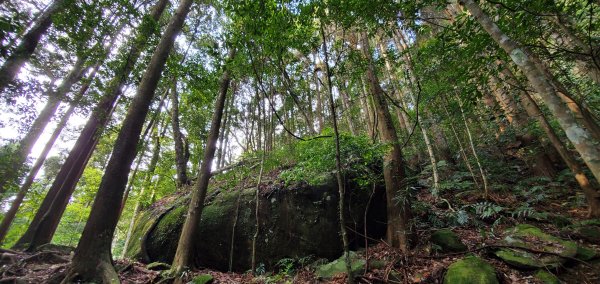 2021-03-28加里山登山步道1325550