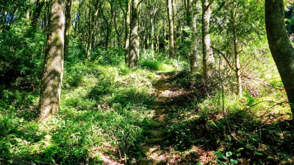 陽明山16草原之西線8草原2904050