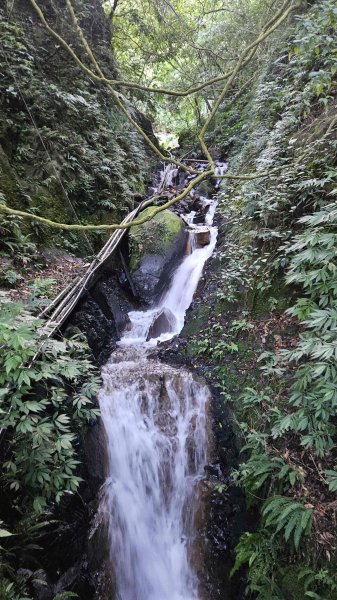 20251007冷水山西峰-三重橋山-挑硫古道-大油坑山前峰-大油坑山2907645