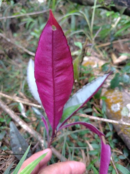 石盤坑 墘溪 橫屏山西峰 橫屏山2890696