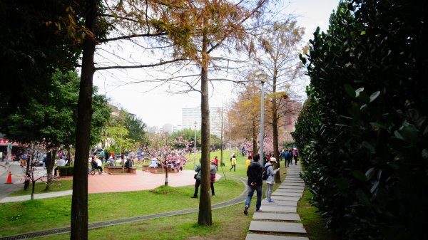 樂活公園櫻花2016472