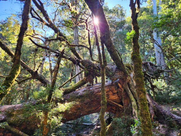 【中級山縱走】羅馬縱走，走進神木的夢幻童話森林世界2943211