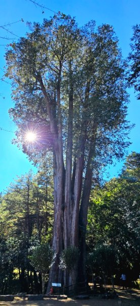 大雪山國家森林遊樂區賞楓／看神木／賞雪白山頭／賞大景2974252