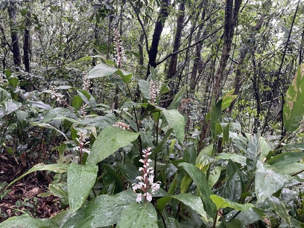 台北大縱走第四段2798719