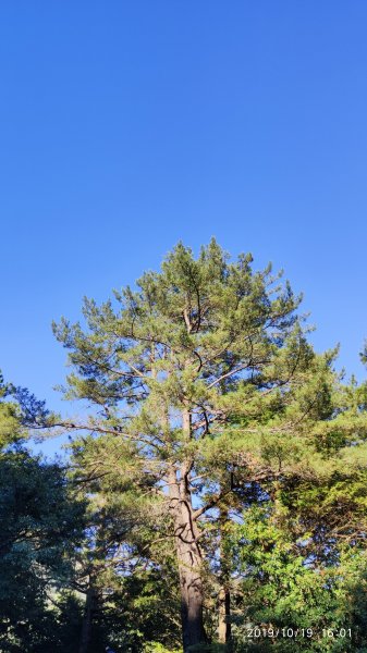 大雪山神木&天池715480