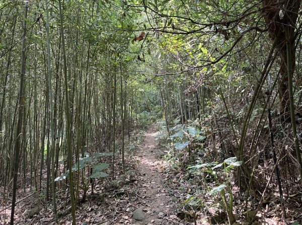 [皮皮獅Hike客任務-02/10] 2024_0720 渡南古道+飛鳳古道2557089