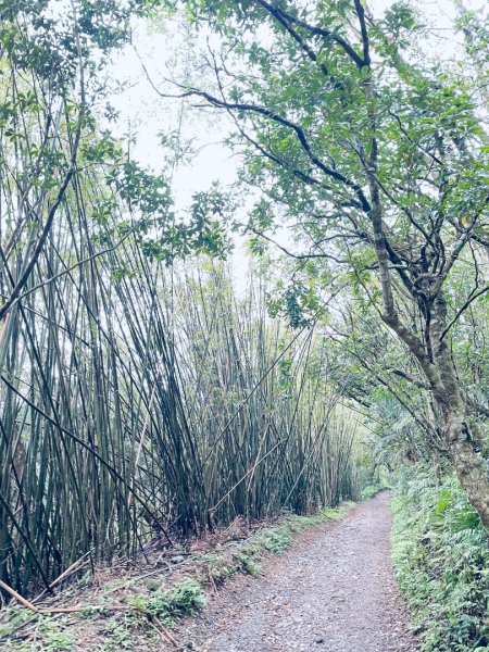 20250329 抹茶山-聖母登山步道2758930