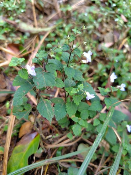 渭水之丘 烘爐地山 抹茶山 三角崙山2938725