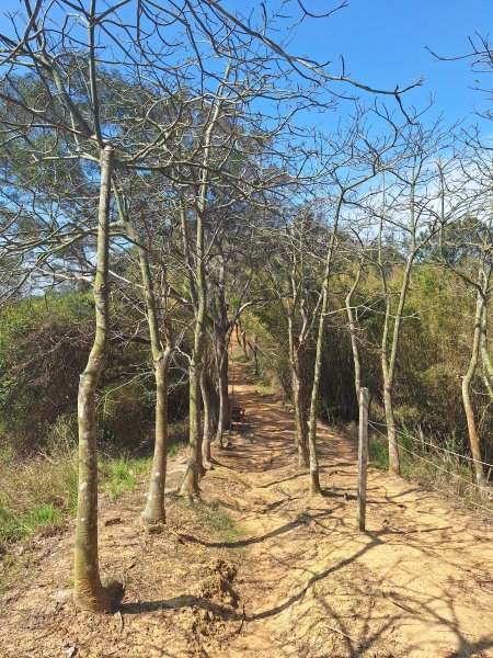 造橋口山古道202503122734395