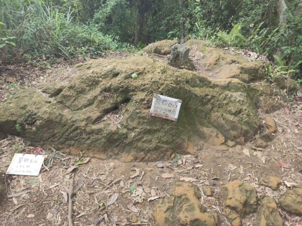 微笑山線：【大棟山系】百年大溶樹的2937022