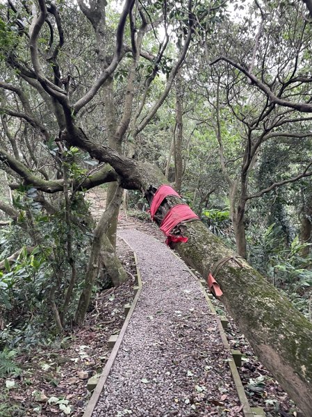 【大棟山系】405高地段2844918