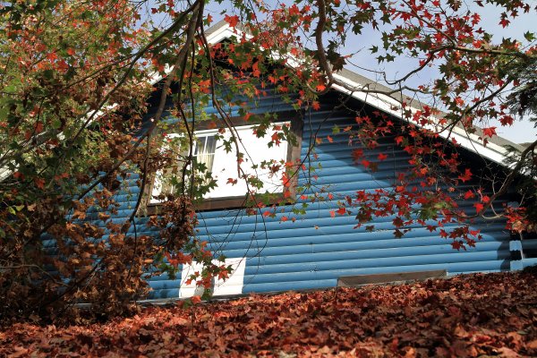 【南投~仁愛】清境農場賞銀杏落羽松楓紅1209031