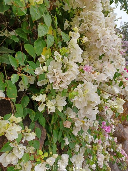 【南投中寮】粉紅山丘麝香木。 瑰蜜甜心玫瑰園2450458