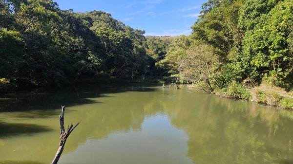 20251222龍峎頂步道-三灣火炎山-老銃櫃步道-三灣落羽松-肚兜角步道2969157