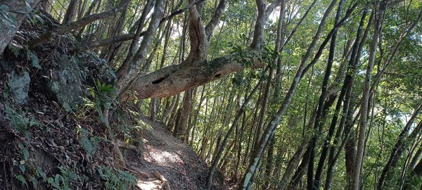 20231125_鳥嘴山步道(上島山)2359183