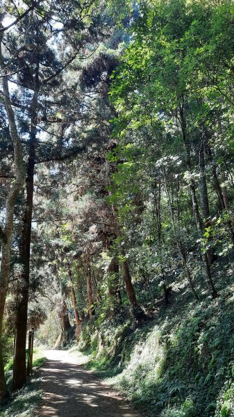 《南投》竹林台灣杉｜溪頭山竹崙山志騰山O繞202302182035908