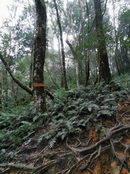 拉拉山裡，林相豐富的塔曼山 - 2022/2/51671775