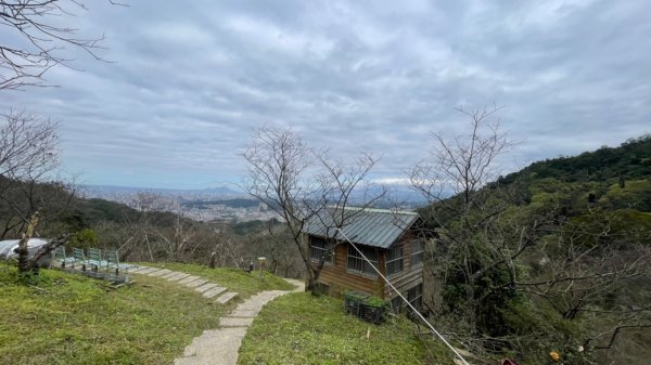 青潭越嶺政大-賞梅花🌸安坑🐦嘴四秀2691673