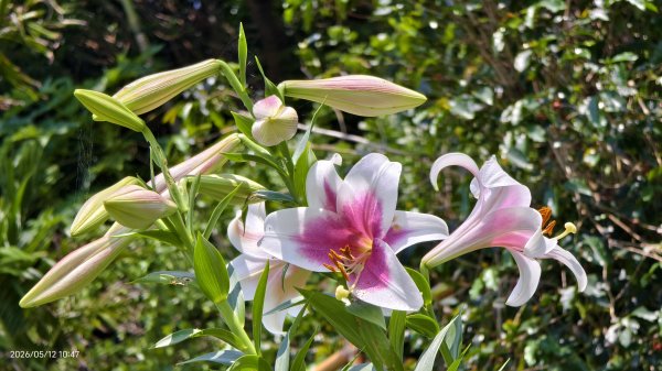 追花是簡單的快樂，賞花是恬淡的幸褔 #LO百合 #金針花 5/123053120