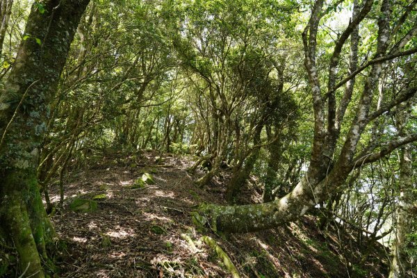 新竹 五峰 油羅山、霞山2798270