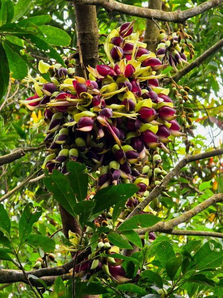 台中大坑頭嵙山（大冠鷲／木蜂／五色鳥／血藤花／鳳凰花）2756676