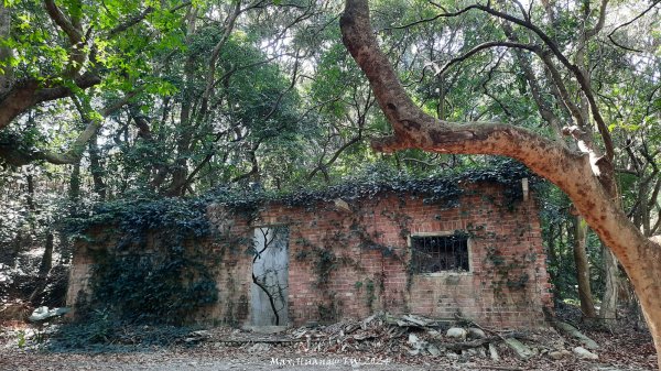 《彰化》富士櫻花｜花壇大嶺巷步道群及西來園（銀行山）登山步道202402132424709