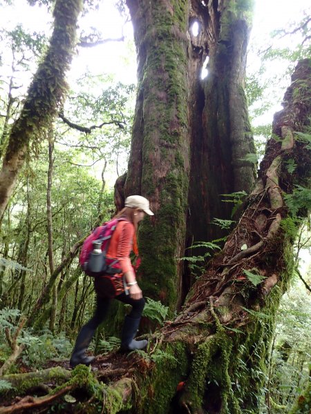 宜蘭南山部落，米羅山-南山神木群-佐得寒山縱走451547