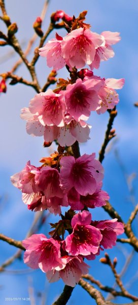 #花卉試驗中心 #永公路500巷 #平菁街42巷 #原住民公園 #士林官邸 1/42980366