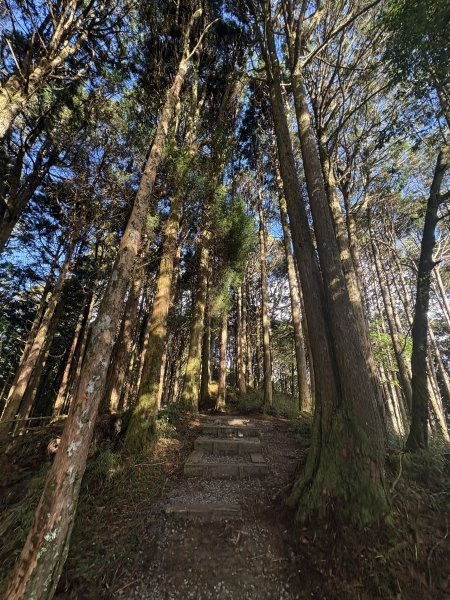 20251225塔山步道(大塔山)2970320