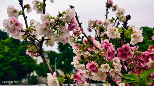 #綠繡眼 訪花 #吉野櫻 #天元宮 #楓樹湖 03162750785