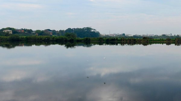 《臨江仙。黃花風鈴木》2735399