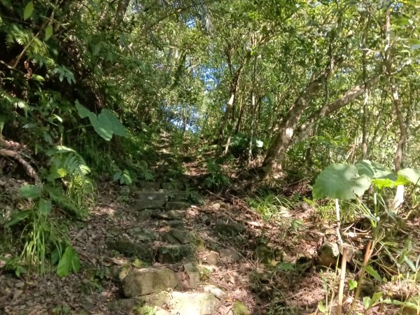 坪林區南闊瀨行(枋山坑古道+枋山坑崙+闊瀨越嶺保甲路O型)2916752