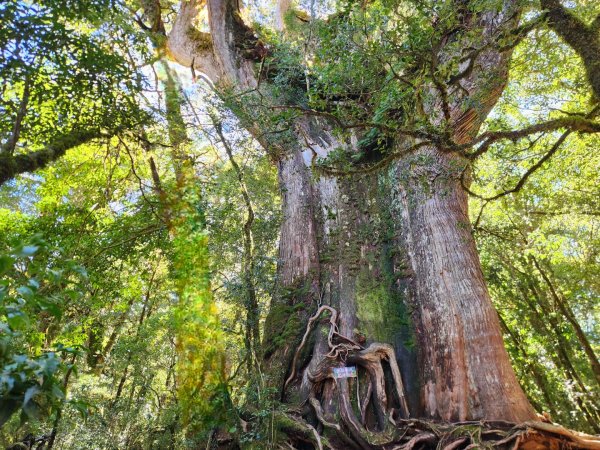 【中級山縱走】羅馬縱走，走進神木的夢幻童話森林世界2943216