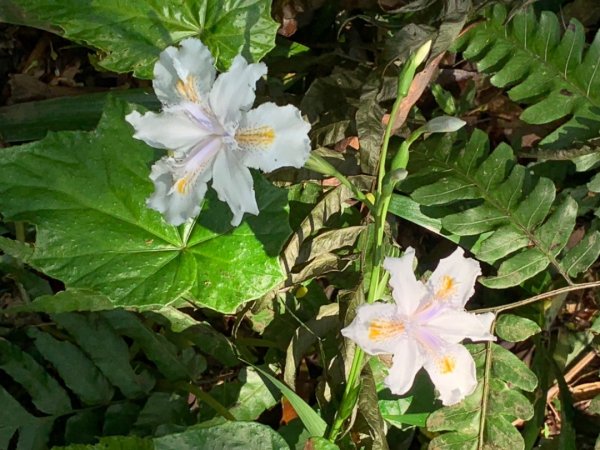 台北大縱走第二段1635016