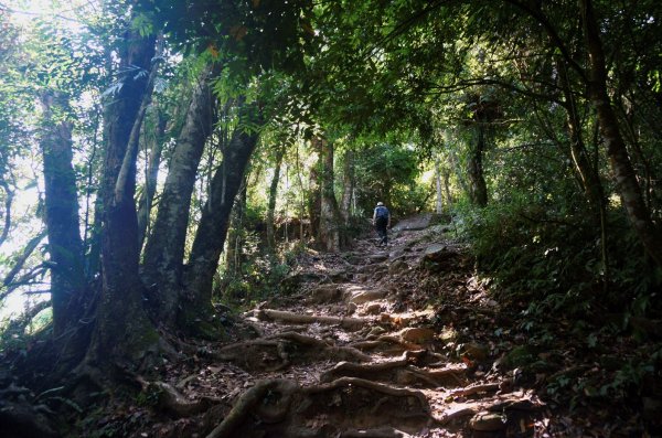 馬那邦山、細道邦山步道1390598