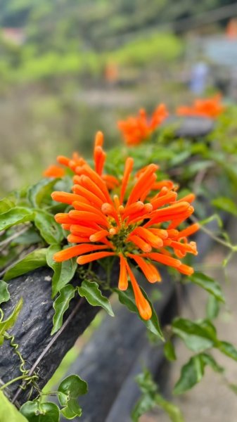 楓樹湖古道、天元宮2809325