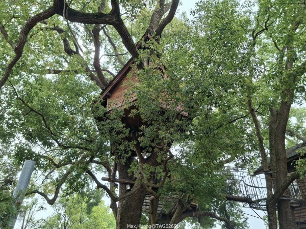 《南投》幸運之花｜草尾嶺步道賞血藤花202603293024995