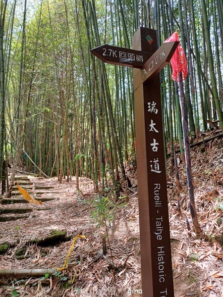 【嘉義梅山】雲霧裊裊似仙境。 瑞太古道 x大風埕觀日峰x油車寮步道2557795