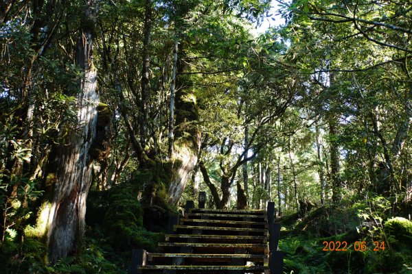 宜蘭 大同 太平山森林遊樂區 檜木原始林步道1743664