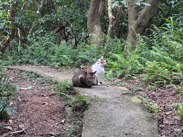臺北大縱走第五段：捷運劍潭站至碧山巖2751305
