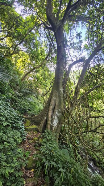 20250808內柑宅古道-紅葉谷瀑布2857235