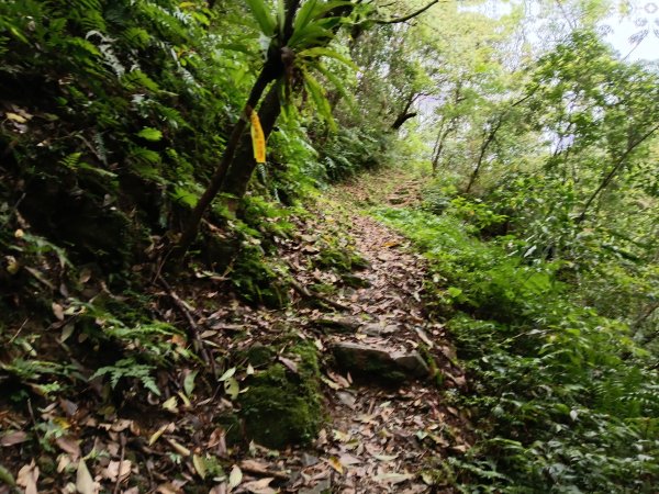 雙溪區打鐵寮山-鶯子嶺-坪溪山-烏山63號-烏山越嶺古道(坪溪山北峰)P字走3023813
