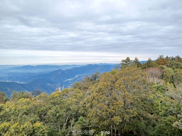 【台中和平】巧遇藍腹鷴帝雉。 稍來山步道2749916