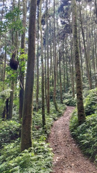 烏來大桶山麓茶園2530795