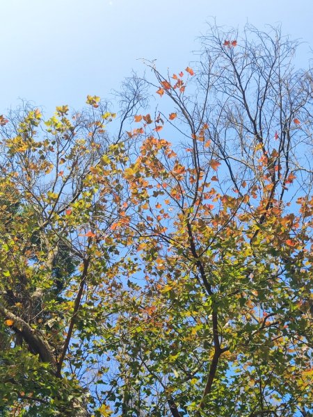 後花園散散步2977471