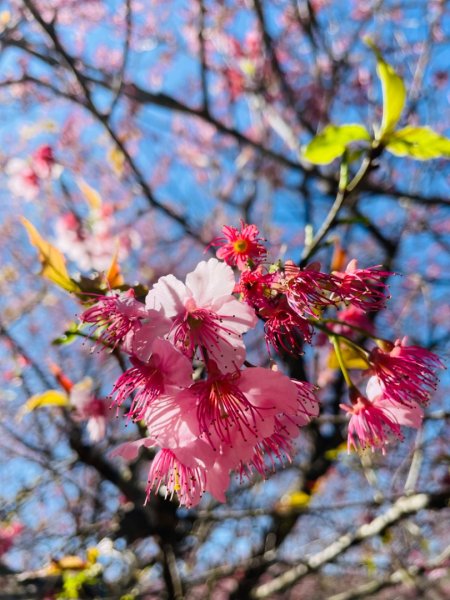 復興鄉悠然秘境櫻花🌸林野餐🧺2722977