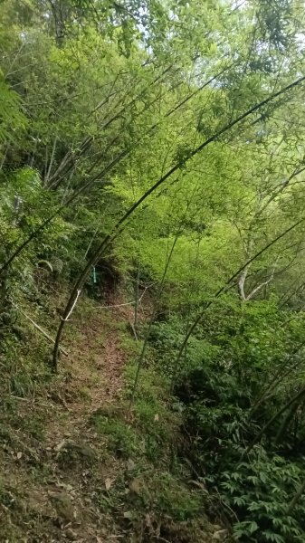雙溪區烏山越嶺古道西段3073320