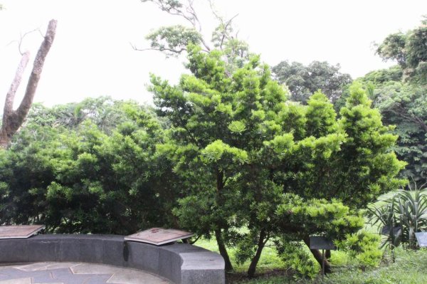 2026 原地扎根 韌性森活-墾森樹植月贈樹苗活動！