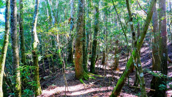 油羅山(一上三下)2959140